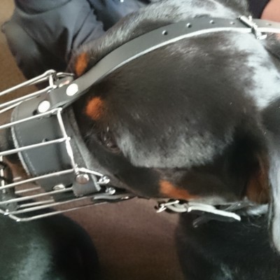 Açaime de metal reforçado para cão Rottweiler DINGO GEAR