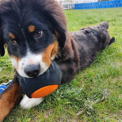 Bola com pega comprida