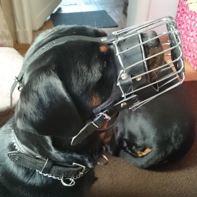 Açaime de metal reforçado para cão Rottweiler DINGO GEAR