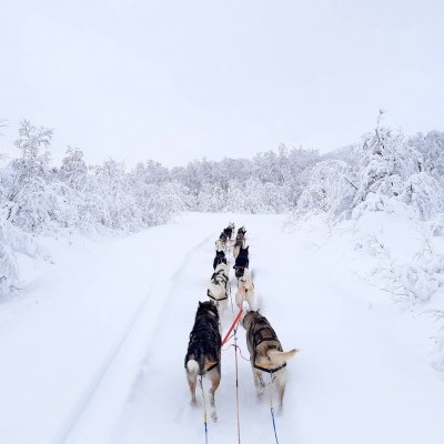 Arnês Non-stop Dogwear Nansen Stick