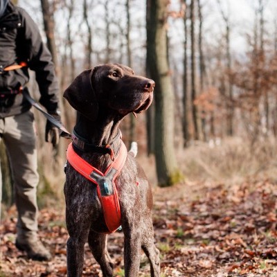 Arnês Non-stop Dogwear LINE