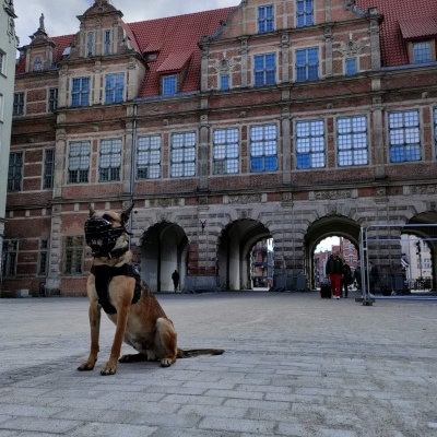 Açaime preto com revestimento de borracha para Malinois DINGO GEAR