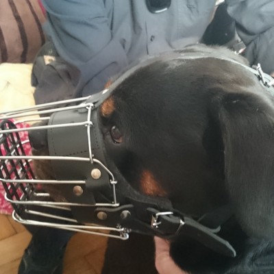 Açaime de metal reforçado para cão Rottweiler DINGO GEAR