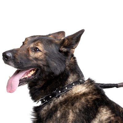 Coleira Ajustavél com Bicos Ocultos