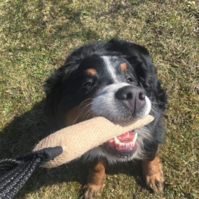 Churros de mordida em Jute DINGO GEAR