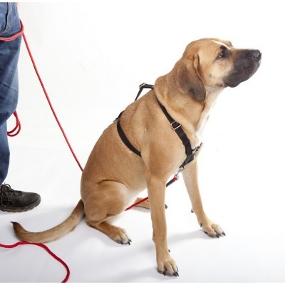 Arnês de busca WEDA DINGO GEAR