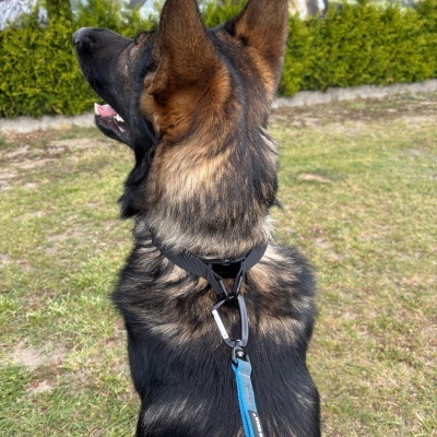 Coleira de correção Dingo Gear