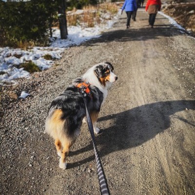 Trela TOURING BUNGEE da NON-STOP Dogwear