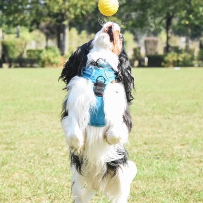 Starmark Durafoam Ball