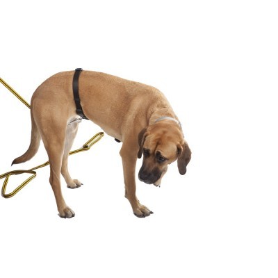 Arnês de busca TRACY DINGO GEAR