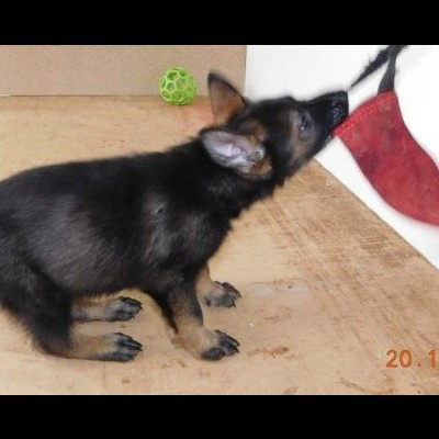 Mordedor de Couro macio e pequeno 23cm com uma pega DINGO GEAR