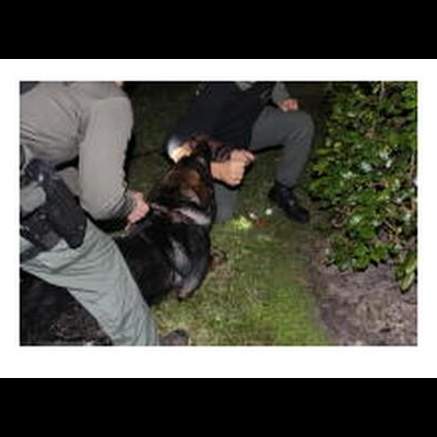 Antebraço falso tipo manga "SAS HALF" EXTREME K-9