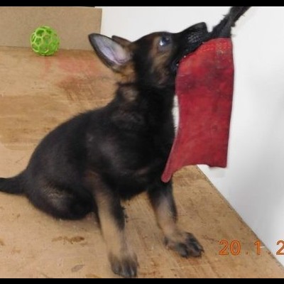 Mordedor de Couro macio e pequeno 23cm com uma pega DINGO GEAR