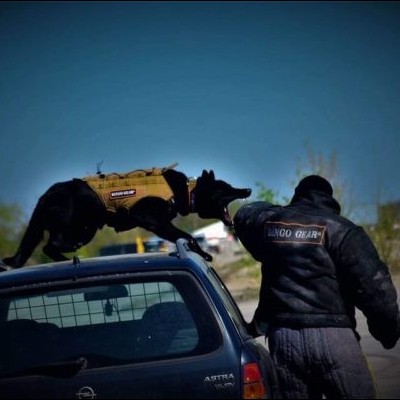 Arnês tático com sistema modular MOLLE DINGO GEAR