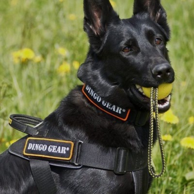 Arnês para cães com fita NYLON DINGO GEAR