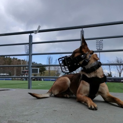 Açaime preto com revestimento de borracha para Malinois DINGO GEAR