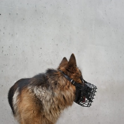 Açaime preto com revestimento de borracha DINGO GEAR