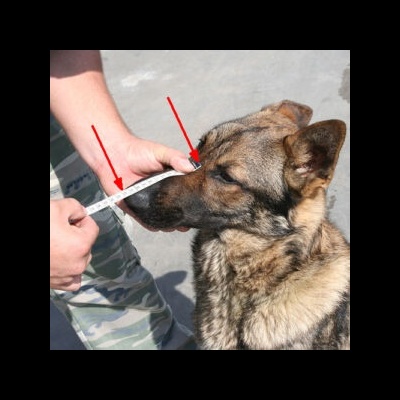 Açaime preto com revestimento de borracha para Malinois DINGO GEAR