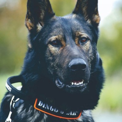 Coleira de polipropileno com pega COBRA DINGO GEAR