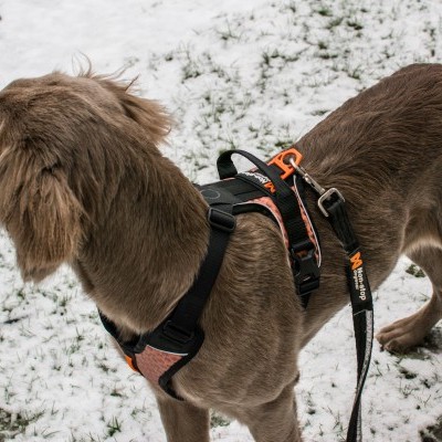 Trela STRONG da NON-STOP Dogwear