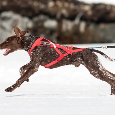 Arnês Non-stop Dogwear COMBINED