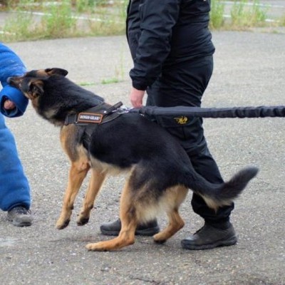 Amortecedor de 2 m de comprimento com 80 cm de extensão DINGO GEAR