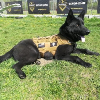 Arnês tático com sistema modular MOLLE DINGO GEAR