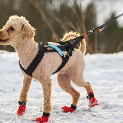 Arnês Non-stop Dogwear Freemotion