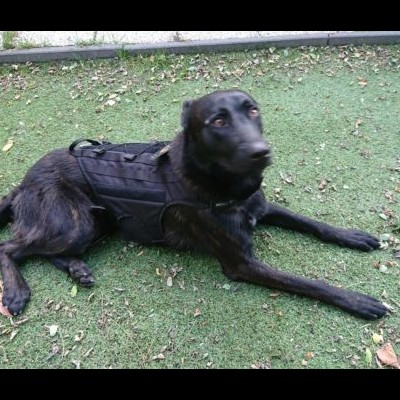 Arnês tático com sistema modular MOLLE DINGO GEAR