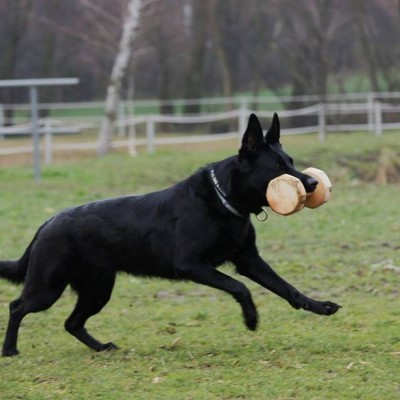 Halter de madeira para IPO, colada com Núcleo  de faia DINGO GEAR