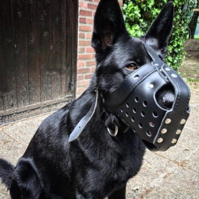 Açaime de couro reforçado para cão de treino e defesa DINGO GEAR