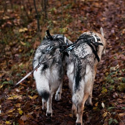 Trela TOURING DOUBLE da NON-STOP Dogwear