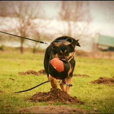 Brinquedo de treino em material francês DINGO GEAR