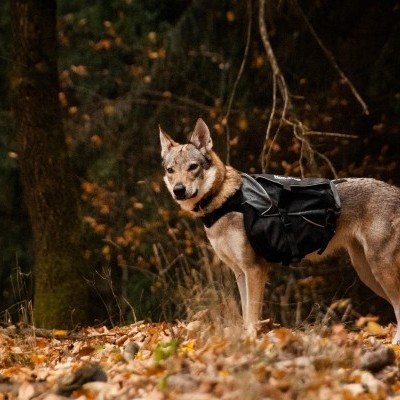 Arnês Non-stop Dogwear Amundsen Pack