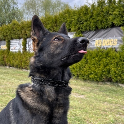 Coleira de correção Dingo Gear