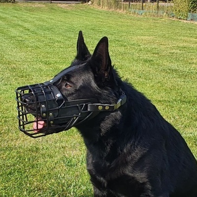 Açaime preto com revestimento de borracha DINGO GEAR