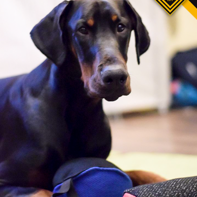 Brinquedo de treino em material francês DINGO GEAR