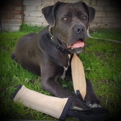 Churros de mordida em Jute DINGO GEAR