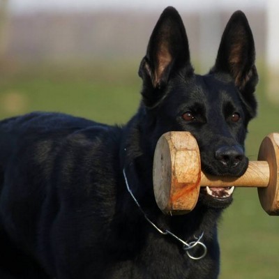 Halter de madeira para IPO, colada com Núcleo  de faia DINGO GEAR