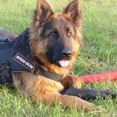 Arnês para cães  SYSTEM COBRA EXTREMO DINGO GEAR