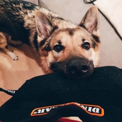 Cunha de mordida macia de material francês MEDIO DINGO GEAR