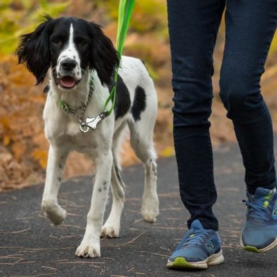 Coleira CHAIN REACTION