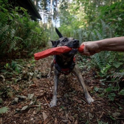 Brinquedo Gnawt a Stick