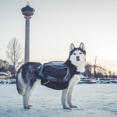 Arnês Non-stop Dogwear Amundsen Pack
