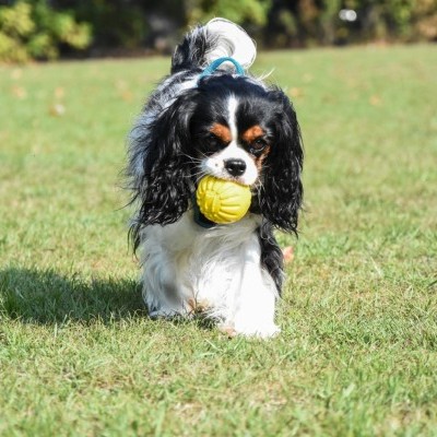 Starmark Durafoam Ball