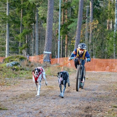 Trela BUNGEE DOUBLE da NON-STOP Dogwear