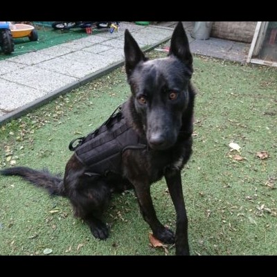 Arnês tático com sistema modular MOLLE DINGO GEAR