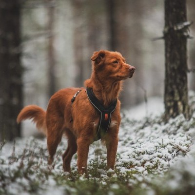 Arnês Non-stop Dogwear LINE