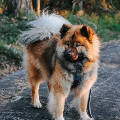 Trela STRONG da NON-STOP Dogwear