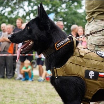 Arnês tático com sistema modular MOLLE DINGO GEAR